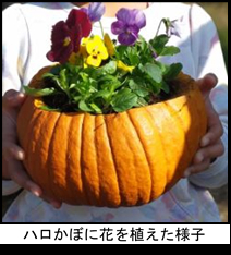 ハロかぼに花を植えた様子