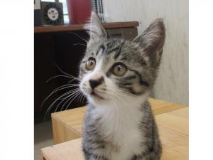 子猫の写真