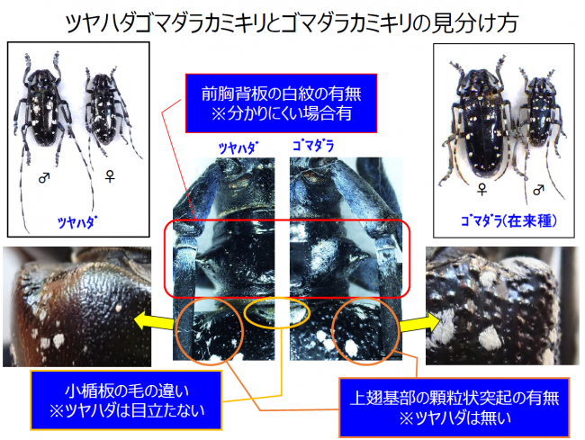 ツヤハダゴマダラカミキリとゴマダラカミキリの見分け方