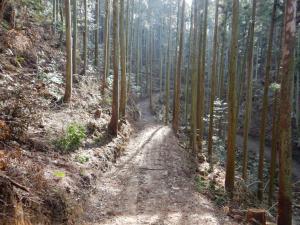 搬出間伐・森林作業道の開設（下松市山田）