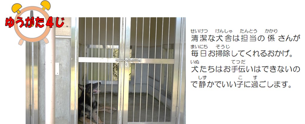 清潔な犬舎は担当の係さんが毎日お掃除してくれるおかげ。犬たちはお手伝いはできないので静かでいい子に過ごします。