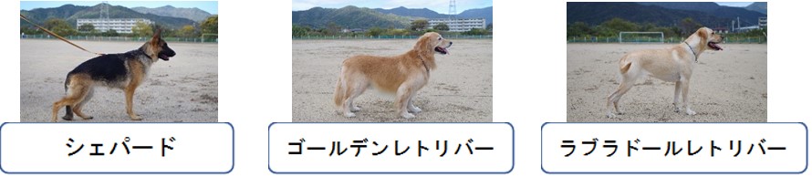 犬種