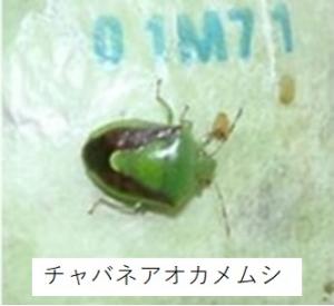 チャバネアオカメムシ