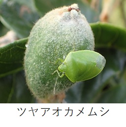 ツヤアオカメムシ