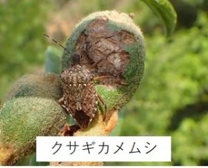 クサギカメムシ