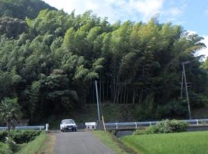 竹の伐採前