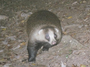 アナグマ