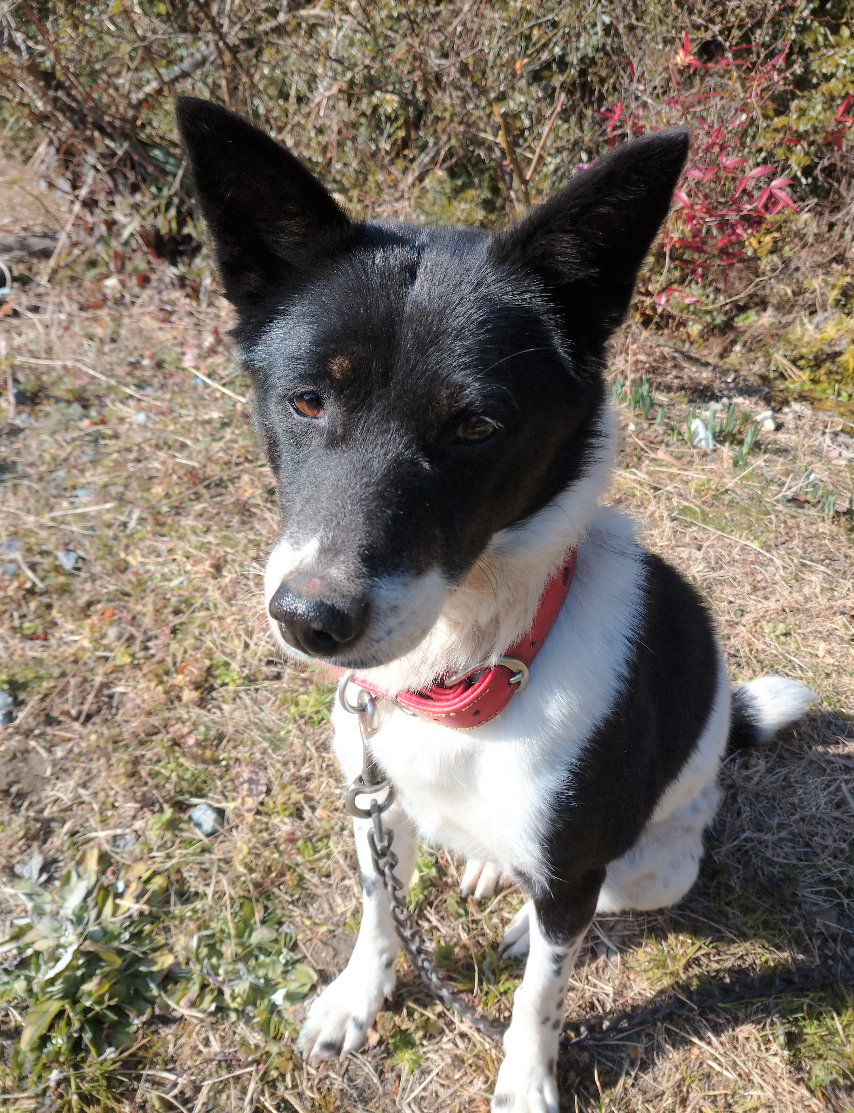 犬