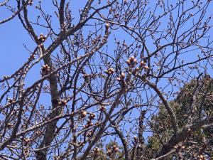 桜②