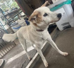 犬