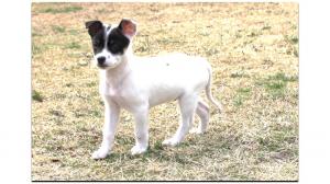 子犬の写真　みかんちゃん