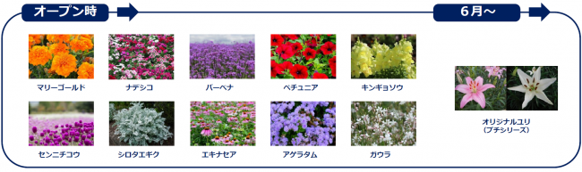 花写真