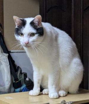 7-8-2 猫の写真