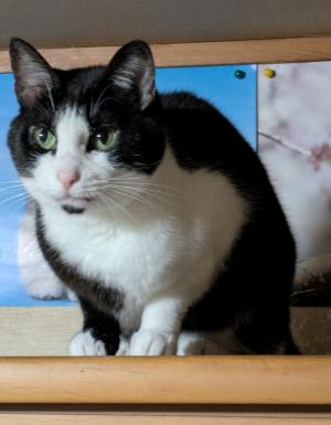 7-8-3　猫の写真