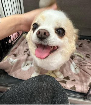 犬の写真②