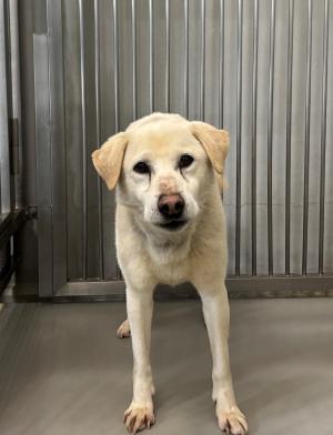 犬