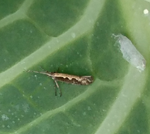 コナガ成虫