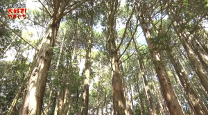 【サムネ画像】豊かな森林を未来に引き継ぐために　～やまぐち森林づくり県民税～