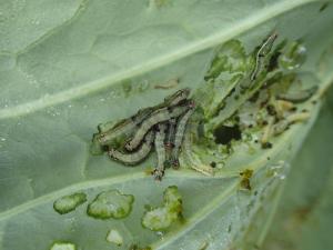 ハスモンヨトウ幼虫の写真