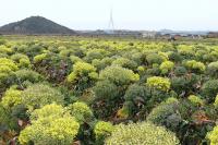 勿体ない!!ブロッコリーの綺麗な花畑