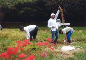 おこめとったどー！