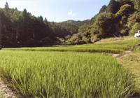 ひいおじいちゃんの田んぼ