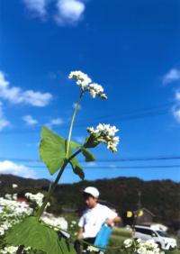 そばの花