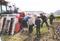 楽しかった稲刈り