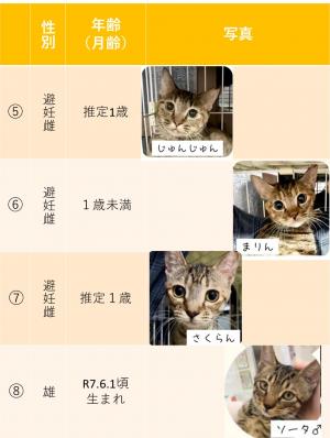 猫の写真②