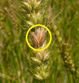 赤かび病の被害穂の写真