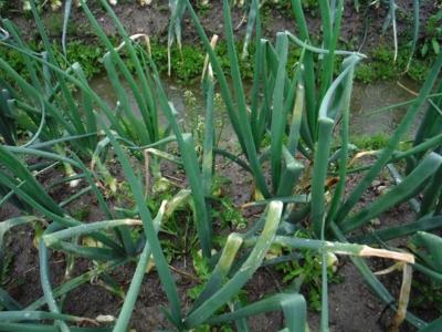 タマネギべと病の二次感染株の写真