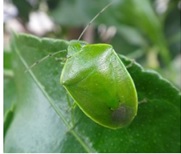 ツヤアオカメムシの写真