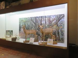動物常設展示