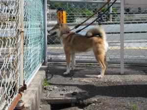 犬２