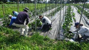 野菜研修の様子