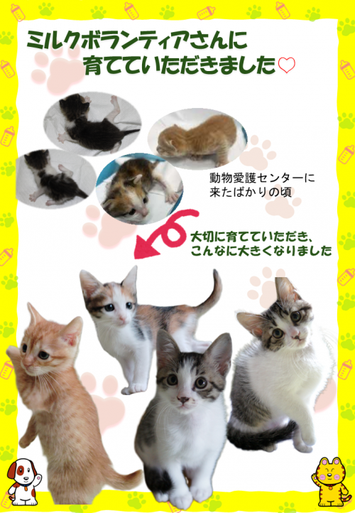 ミルボラ子猫（4匹）