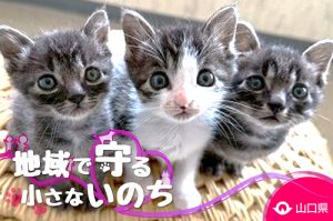 クラウドファンディングイメージ画像（こねこ）