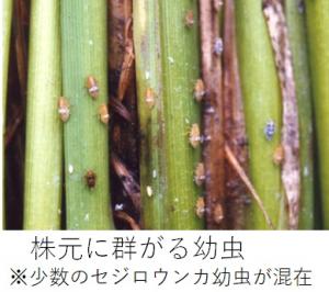 株元に群がる幼虫