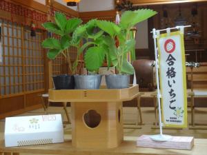 祈祷したいちごの苗