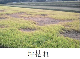 坪枯れ