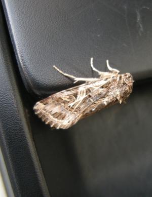 ハスモンヨトウ成虫の写真
