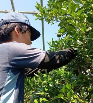 第3回短期入門研修　かんきつ作業