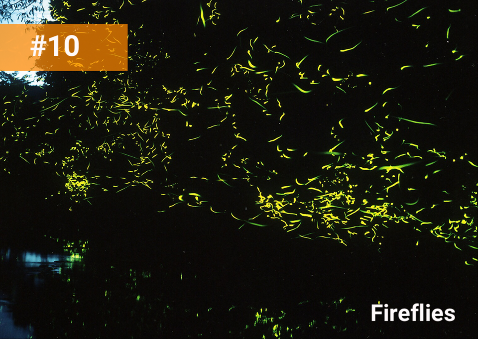 fireflies