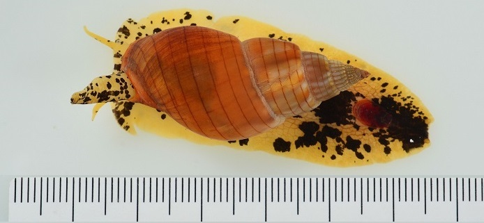 キンシバイ キンシバイの画像