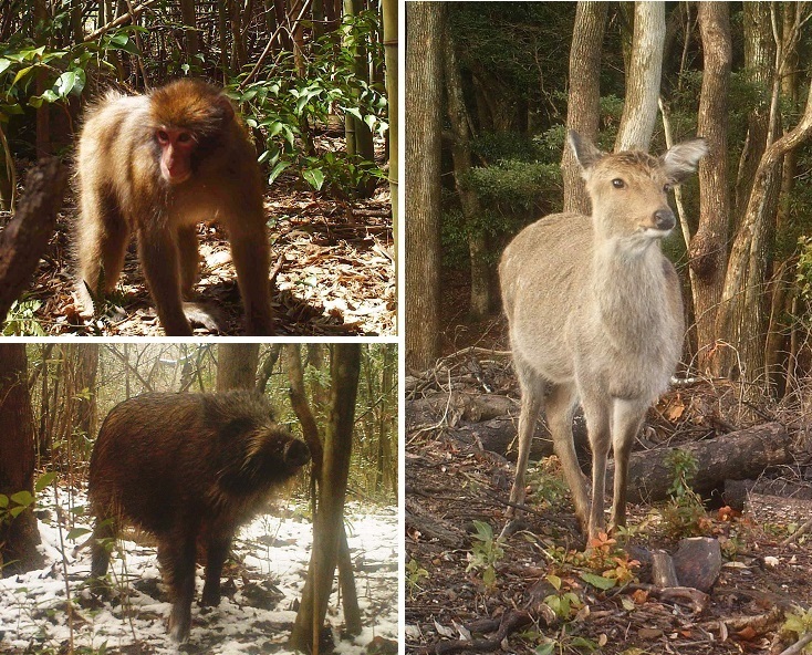 イノシシ、シカ、サルの写真