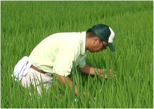 水稲の調査