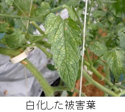白化した被害葉