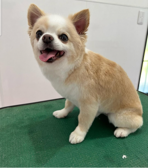 犬の写真