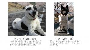 犬の写真①